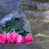 Rainonroses_thumb