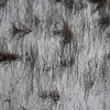 L1030187_thumb