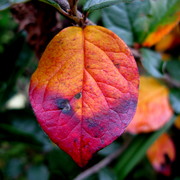 Img_1706a_card