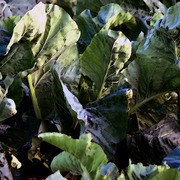 Colour_leaves_card