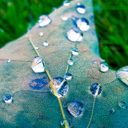 424932-1-leaf_card