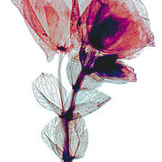 Lab-45_card