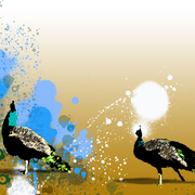 Peacock_background_card