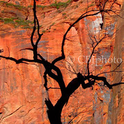Zion_955w_card