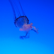 The_jelly_1_card