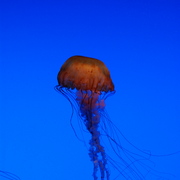 The_jelly_2_card