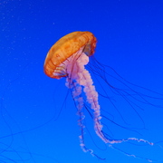 The_jelly_3_card