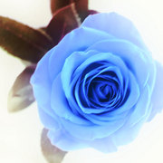Blue-rose2_card
