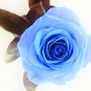 Blue-rose2_thumb