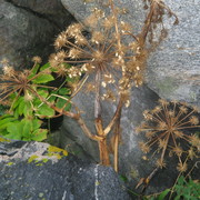 Sommar_033_card