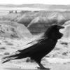 Raveninfrared_thumb