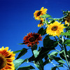 Sunflowers_thumb