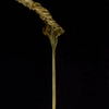 Lab-47_thumb