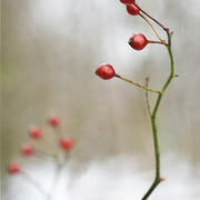 Snowy_morning_0014w650_card