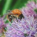 Bee_600_newest_square