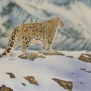 Brief_glimpse_snow_leopard_card