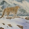 Brief_glimpse_snow_leopard_thumb