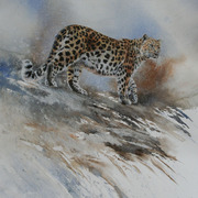 Colchester_1000_amur_card