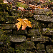 _mg_0179_card