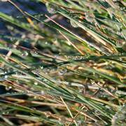 H2o-in-nature---drops-1_card