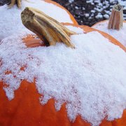 Snowy_pumpkins_sharpglow_card