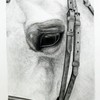 Horse_drawing_008_thumb