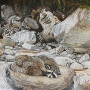 Raccoons_600_card