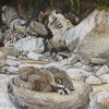 Raccoons_600_thumb
