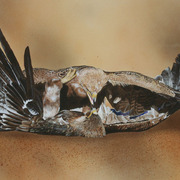 Img_9381_copy_card
