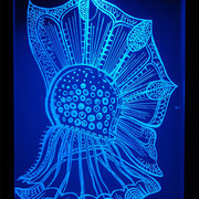 Ornithocercus_steini_205x265mm_engraving_on_perspex_2008_card