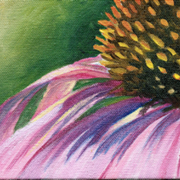 Coneflower_001_card