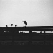 Bird_card