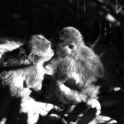 Monkeys_card