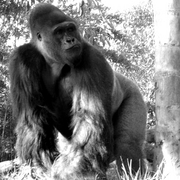 Gorilla_card