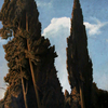 Cipressi_thumb