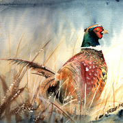 Pheasant2_card