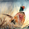Pheasant2_thumb
