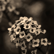 Flower__card