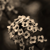 Flower__thumb