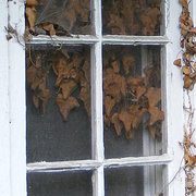 2007_0101newpeter0098-3_card