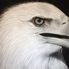 Eagle_thumb