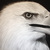 Eagle_tiny_square