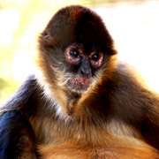 Monkey_card