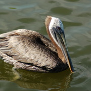Pelican_card