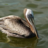 Pelican_thumb