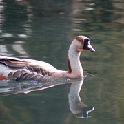 Goose_card