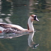 Goose_thumb