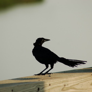 Dsc_0137_card