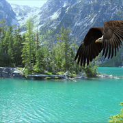 1063-raptor_flight_card