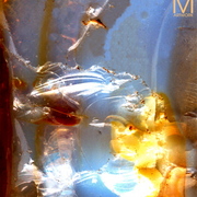 M-a-opal_dream_card